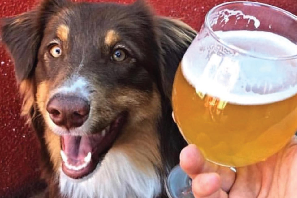 Dog and a glass of beer